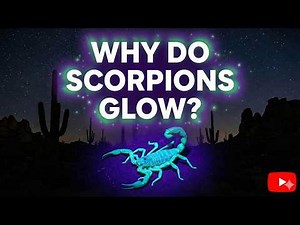 The Mystery of Scorpions: Why Do They Glow in the Dark?