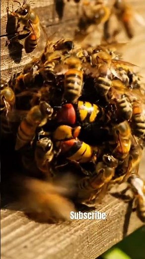 Deadly Hornet Attacks Honeybee Swarm #animals #animalshorts
