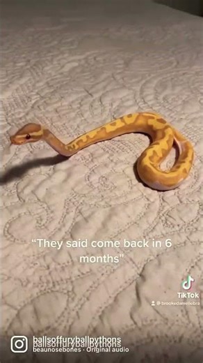 snake #ballpython #funny #memes #cute