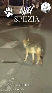 Proprio ieri ho fatto con i bimbi e alcuni amici un bel giro nelle alture dell'immediato retro città. Qui e là, abbiamo letto cartelli che avvisano sulla presenza di lupi, in seguito ad avvistamenti di branchi. E dunque abbiamo spiegato che i boschi sono casa loro, che non rappresentano un pericolo per l'uomo, della loro ricerca di cibo, della posizione che occupano nella catena alimentare. Una bella occasione in un bel giro. Questa mattina, ricevo questo video. Girato intorno alle 23.30 da Fabi