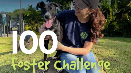 Hawaiian Humane Society launches 100 Foster Challenge to ease shelter crowding
