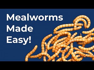 The Easiest Mealworm Farm Ever? Simple & No Sifting!