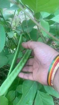 Organic Vigitables kastalu #mahikmvlogs #viralshort #trendingshorts