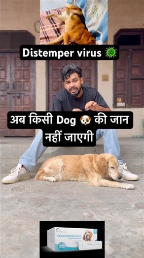 Distemper virus 🦠 #dog #doglove #dogshorts #shortsfeed #shorts