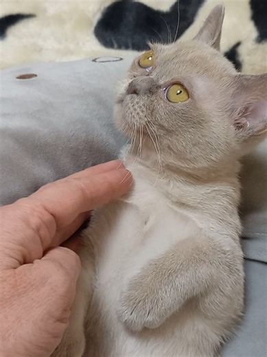 Бурманська кішка в окрасі Platinum: 2.5 місяці