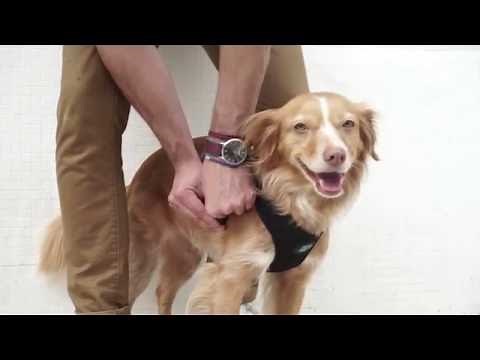 How to put on a Mesh Dog Harness