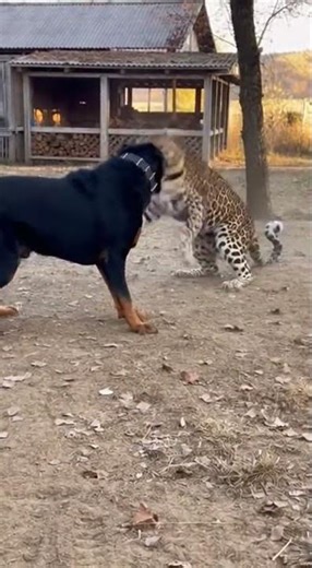 LEOPARD vs DOG – Brutal Wild Clash Caught on Camera!