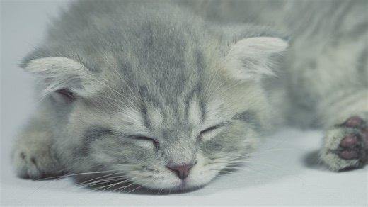 Sleepy grey kitten waking up from a nap  - Free Stock Video