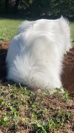 Funny Great Pyrenees Dog Compilation