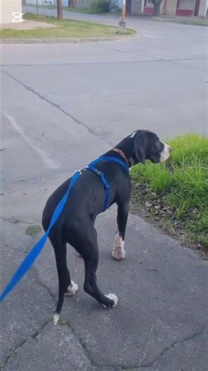 HOW SHOULD YOU WALK A PUPPY?