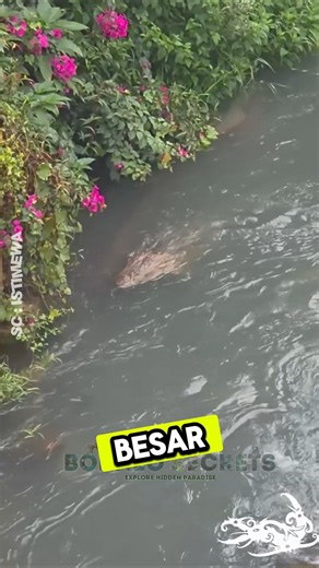 Buaya Raksasa Mengintai Ibu-Ibu yang Sedang Mencuci! #shorts #predator #buaya