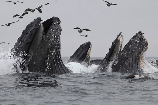 Whales eat colossal amounts of microplastics