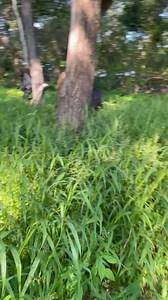 586K views · 10K reactions | Joy’s chasing us through the tall grass again! She’s got endless energy, and we wouldn’t have it any other way. Her playful spirit lights up the whole sanctuary. Help us keep Joy’s energy high with your support—donate today www.elephanthavens.org | Elephant Havens Wildlife Foundation | Facebook