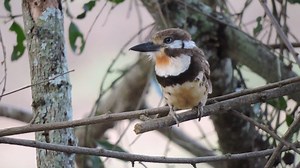 Russet-throated Puffbird (Hypnelus ruficollis) | BIRDS & Nature