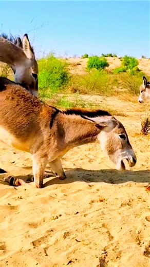 #shorts #gadha #animals #donkey #viralvideo #please_subscribe_my_channel