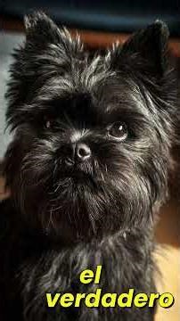 Raza de Perro Affenpinscher Salud