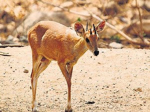 Rangayyana Durga | Kondukuri ( Four Horned Antelope) Wildlife sanctuary | Jagalur
