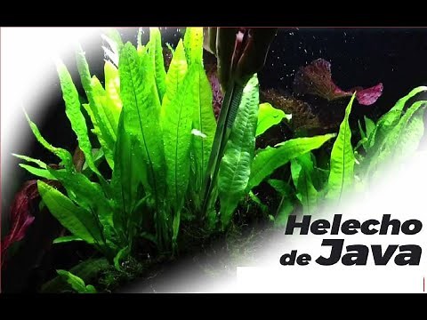 Helecho de Java para empezar tu acuario (Microsorum pteropus)