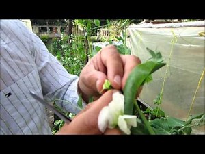 Pisum sativum L. Hibridación