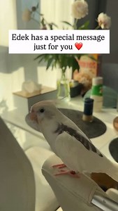 Cute cockatiel is such a great singer! - Make sure to go to @fluffy for where I found this video :) - #tweety #tweetyandfriends #tweeticus #tweetythelovebird #birds #pets #cute #funny #animallovers #photooftheday | Tweety and Friends