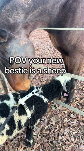 Discover the Unique Bond with Valais Blacknose Sheep