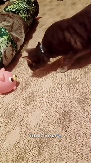 111K views · 1.3K reactions | Funniest Cat Moments  | Try Not To Laugh Challenge | Funny Cats on camera | Facebook