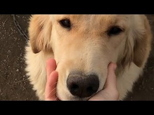 70+ rescued from dog meat farm