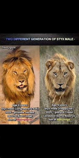 Majingilane x Ndhzenga legacy.😎 #lion #majingilane #sabisands