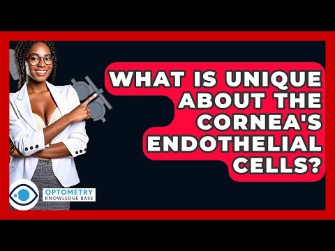 What Is Unique About The Cornea's Endothelial Cells? - Optometry Knowledge Base