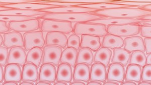 Skin with Working Blood Vessels Has Been 3D Printed by Researchers