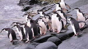 clip-1060217759-group-chinstrap-penguins-diving-shore-feed-on