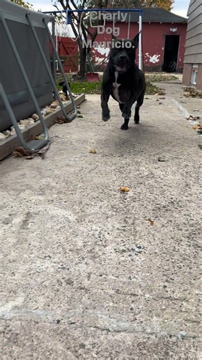 Carlos Pizarro on Reels