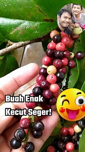 10K views · 35 reactions | Kirain manis  | Grafting Examples | Facebook