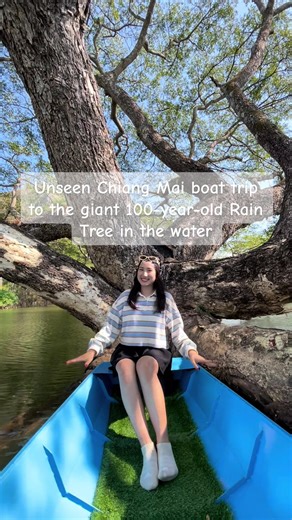 Unseen Chiang Mai boat trip to the giant 100-year-old Rain Tree in the water