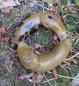 They’re slimy! They’re sloooow! And they have a very interesting sex life! For today’s #EverythingButTheBirdFriday, we bring you the one and only Banana Slug, your friendly Pacific Northwest gastropod. Traveling at a whopping 6.5 inches per minute, banana slugs are one of the slowest creatures on earth. The amazing slime they rely on to keep them moist has multiple purposes, from locomotion to nutrition to keeping predators at bay (it numbs their tongues!). Banana slugs are hermaphrodites, so te