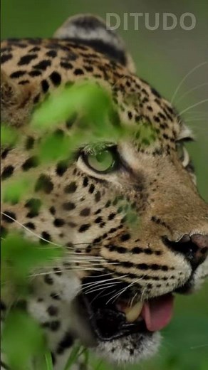 A Força e a Realeza da Onça-pintada #wildlife #biologia #natureza #animals