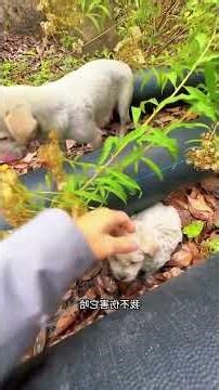 cette maman ne demande qu'un foyer d'adoption sin enfant et elle