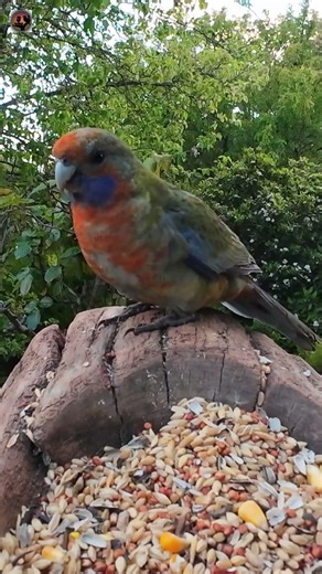 Adelaide Rosella Calm Feeding Sounds 🐦 Natural Bird ASMR