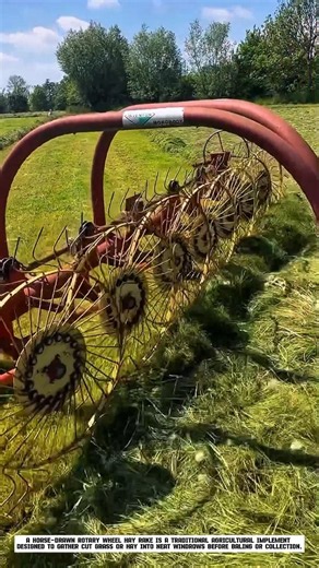 Horse Drawn Hay Rakes Form Perfect Rows of Hay