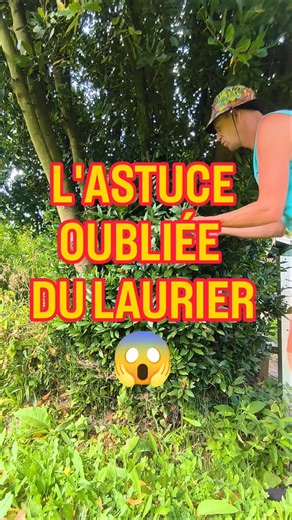 l'astuce oubliée du laurier sauce #potager #normandie #nature #jardinage