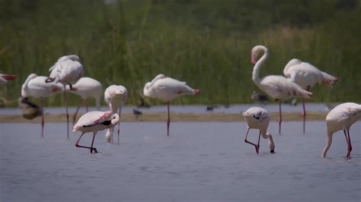 Conserving Migratory Birds Along the Central Asian Flyway. Credits: Ministry of Environment, Forest & Climate Change, Government of India Press Information Bureau - PIB, Government of India All India Radio News DDNewsLive | Ministry of Information & Broadcasting, Government of India