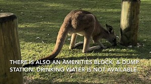 3.2K views · 35 reactions | With its excellent camping and picnic facilities, the beach side campground at Diamond Head is one of the most popular places to stay in Crowdy Bay National Park. It includes campsites for motorhomes, caravans, campervans, camper trailers and tents. Diamond Head Campground - Crowdy Bay National Park, New South Wales, Australia WikiCamps site link: wikicamps.com.au/site/24618/31718946 | WikiCamps | Facebook