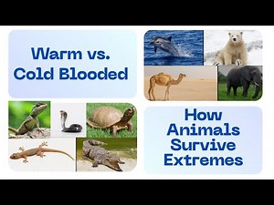 Warm-Blooded vs. Cold-Blooded Animals: How They Survive Extreme Weather | Science Explained