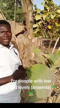 Boost Your Blood Naturally! 🩸 Powerful Benefits of Young Teak Leaves #shorts