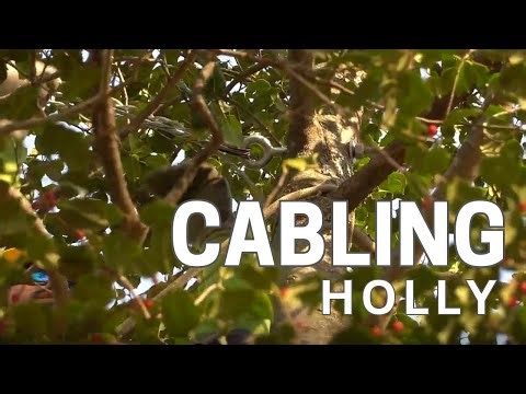 Tree Cabling: American Holly