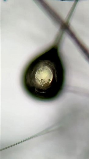 Glass wool under a microscope