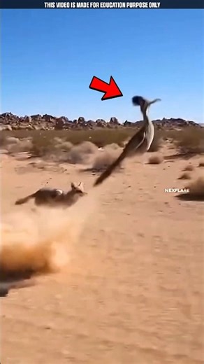 😱Most Fastest Road Runners Birds !