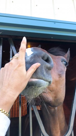 Squeaky Boop Noise Challenge with Cute Horse