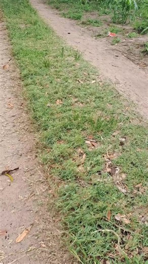 Abel magul (@magulabel)’s videos with som original - HELDER BOY OFFICIAL