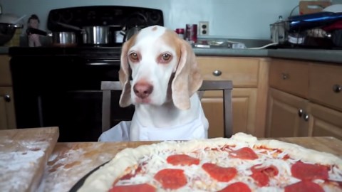 Dog Makes Pizza: Cute Dog Maymo